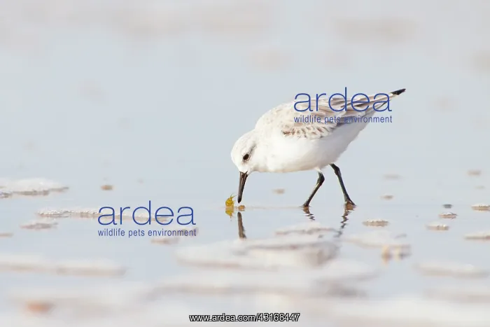 : Sanderling : Sanderling