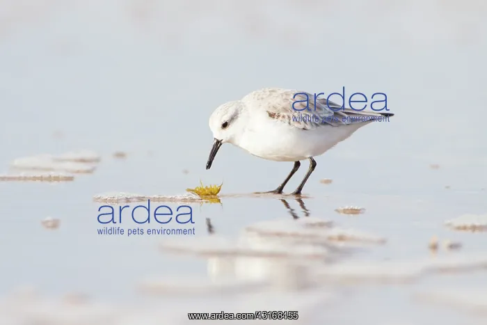 : Sanderling : Sanderling
