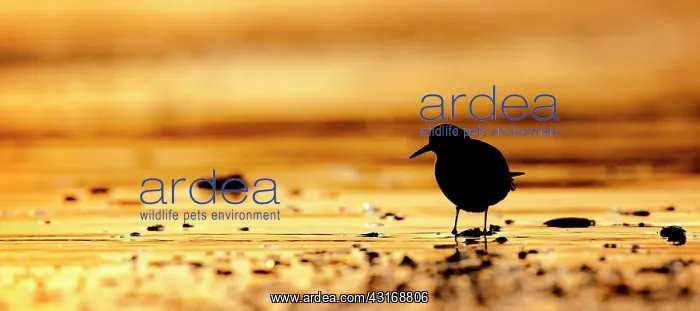  : Sanderling