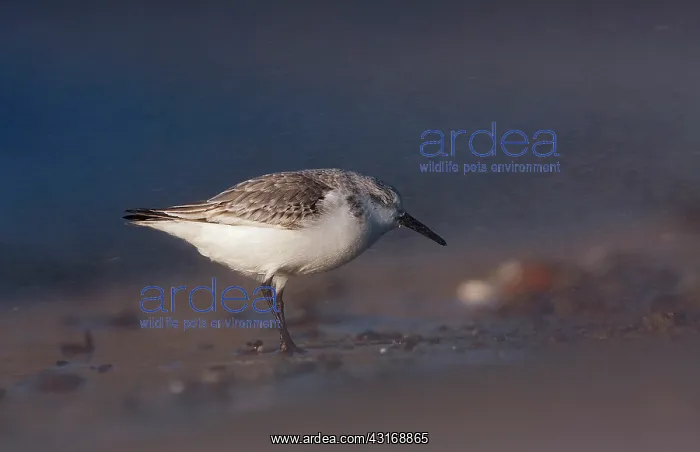 : Sanderling : Sanderling
