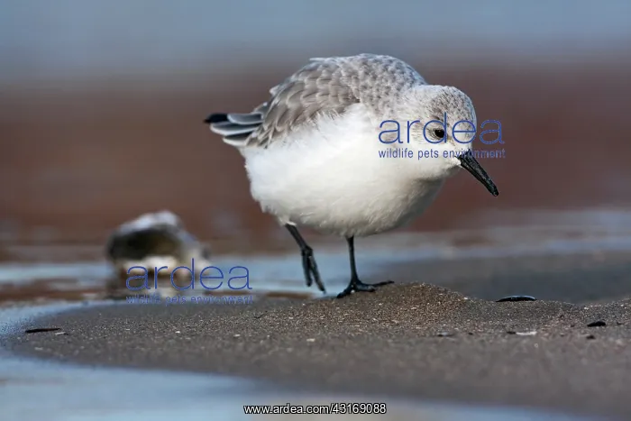 : Sanderling : Sanderling