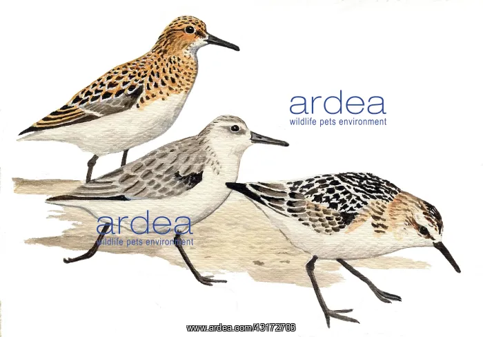 : Sanderling : Sanderling