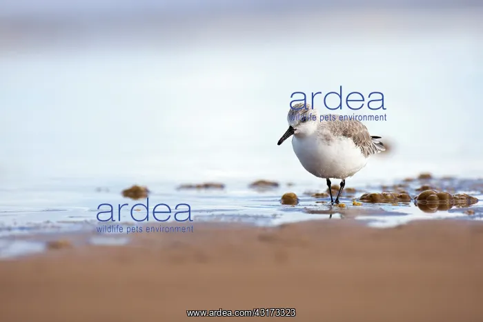: Sanderling : Sanderling