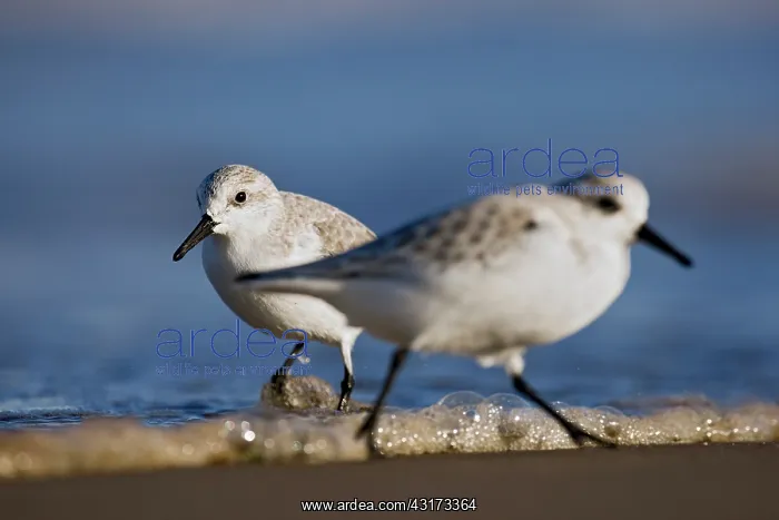 : Sanderling : Sanderling