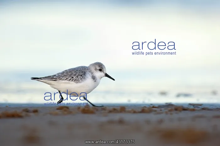 : Sanderling : Sanderling