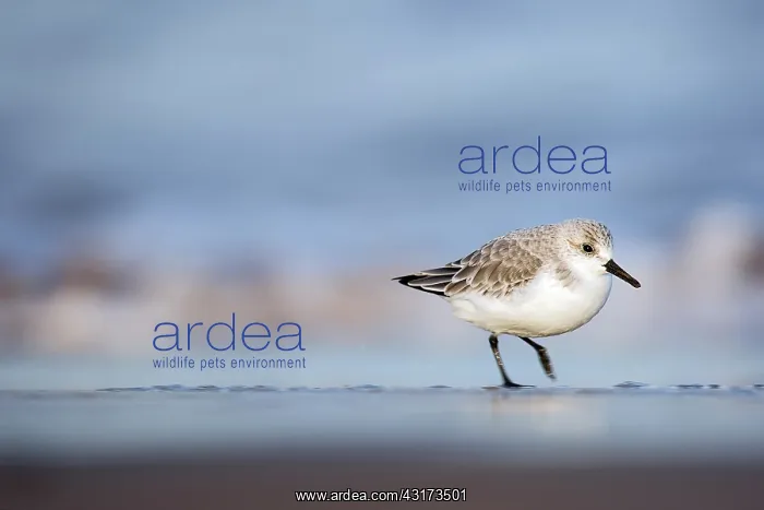 : Sanderling : Sanderling