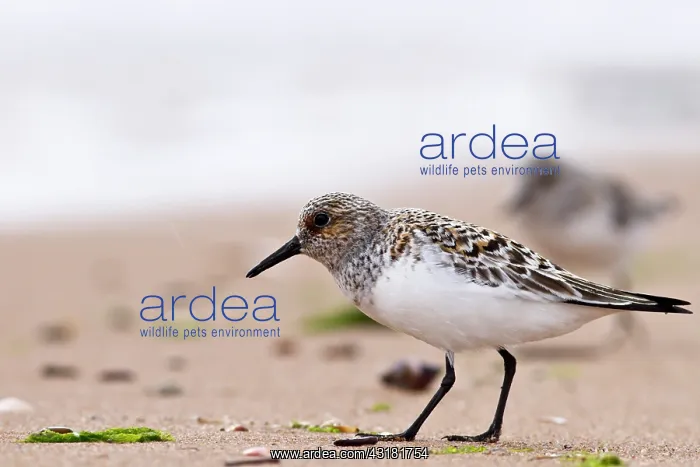 : Sanderling : Sanderling