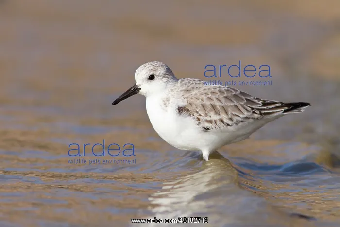 : Sanderling : Sanderling