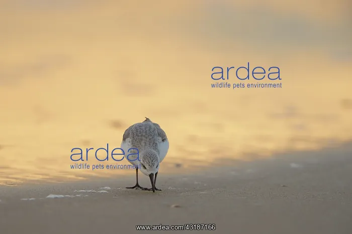 : Sanderling : Sanderling