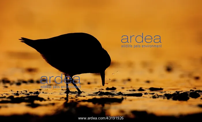 : Sanderling : Sanderling