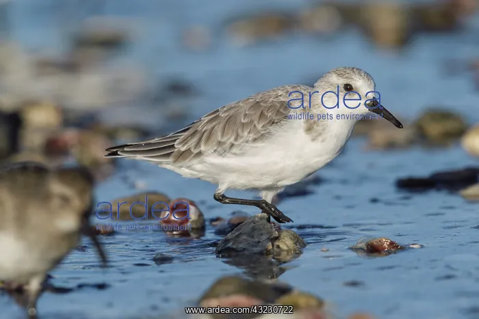  : Sanderling