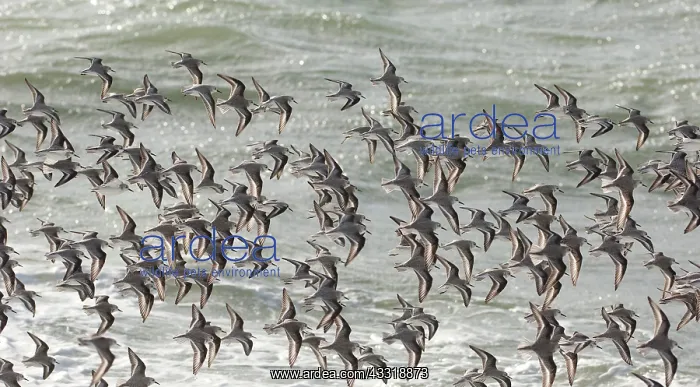 : Sanderling : Sanderling