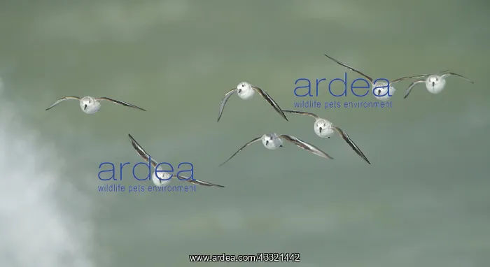 : Sanderling : Sanderling