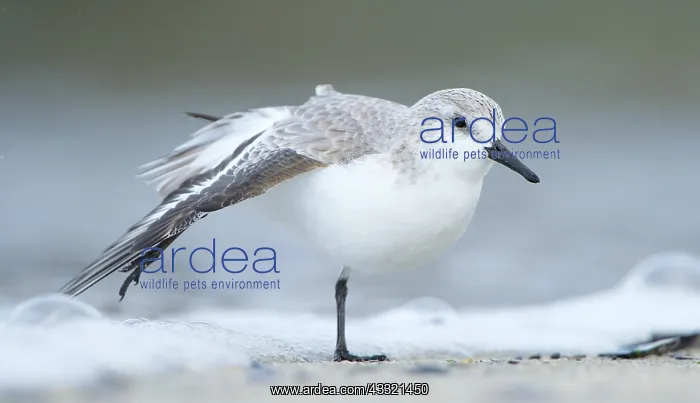 : Sanderling : Sanderling
