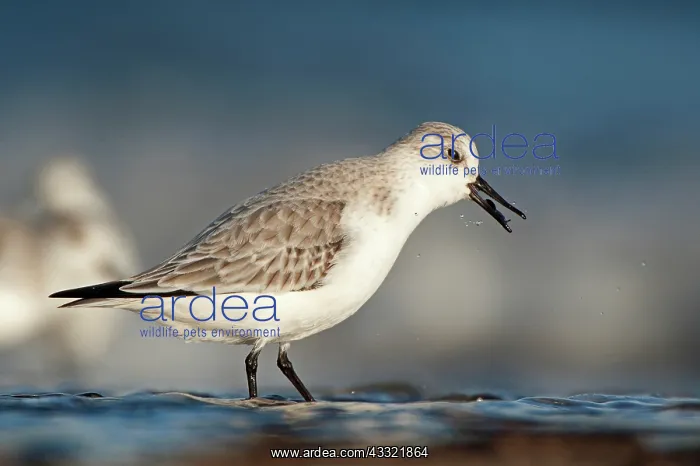 : Sanderling : Sanderling