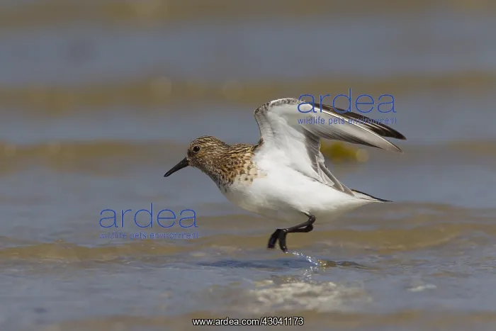  : Sanderling - adult bird in breeding plumage - Germany