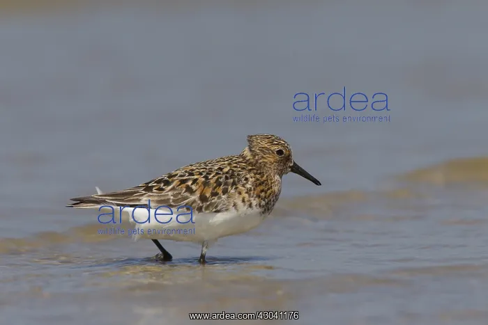: Sanderling - adult bird in breeding plumage - Germany : Sanderling - adult bird in breeding plumage - Germany