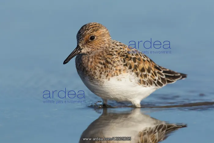 : Sanderling - adult bird in breeding plumage - Germany : Sanderling - adult bird in breeding plumage - Germany