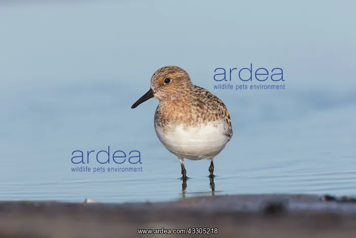 : Sanderling - adult bird in breeding plumage - Germany : Sanderling - adult bird in breeding plumage - Germany
