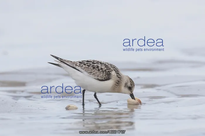 : Sanderling - adult bird in winter plumage foraging : Sanderling - adult bird in winter plumage foraging