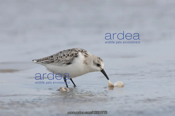 : Sanderling - adult bird in winter plumage foraging : Sanderling - adult bird in winter plumage foraging