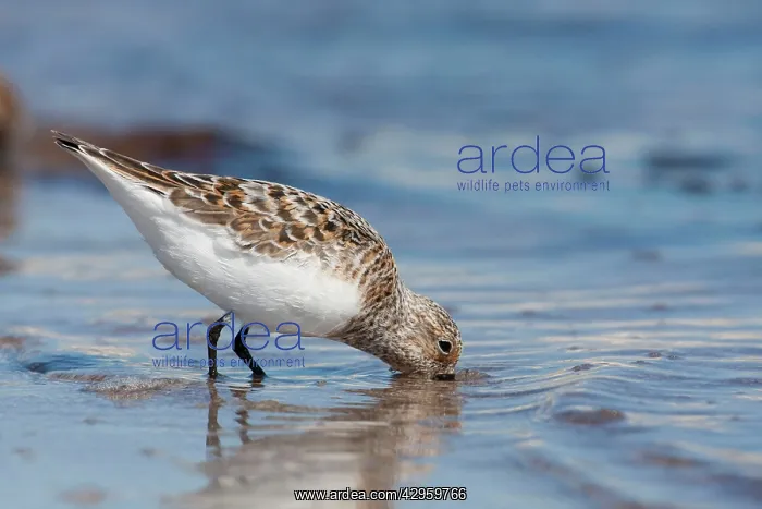  : Sanderling - adult standing in shallow water on