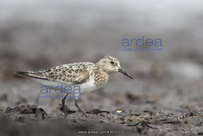 : Sanderling - adult walking on a beach - Wadden : Sanderling - adult walking on a beach - Wadden