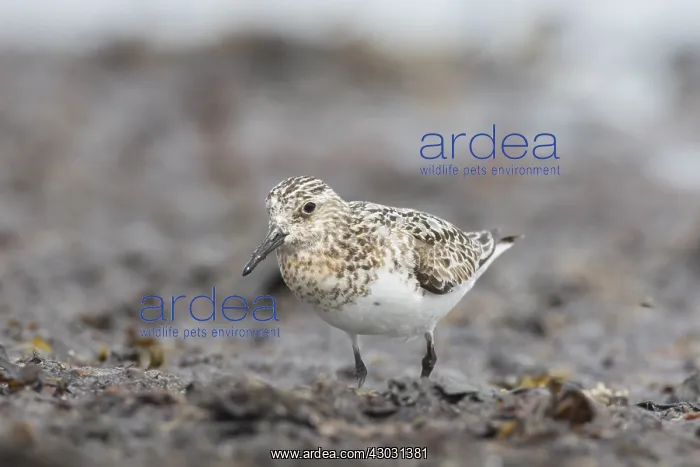  : Sanderling - adult walking on a beach - Wadden