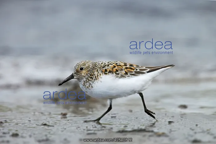 : Sanderling - on beach in breeding plumage : Sanderling - on beach in breeding plumage