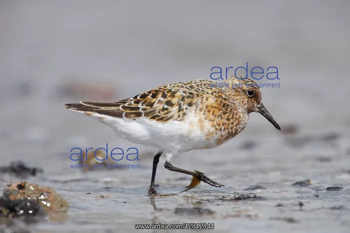 : Sanderling - on beach in breeding plumage : Sanderling - on beach in breeding plumage