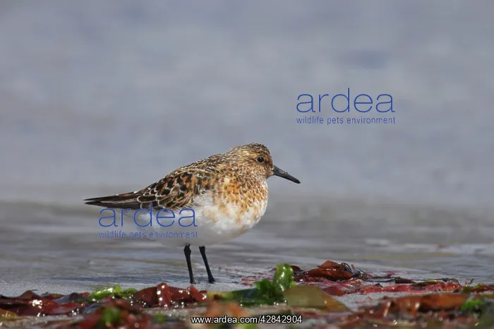 : Sanderling - on beach in breeding plumage : Sanderling - on beach in breeding plumage