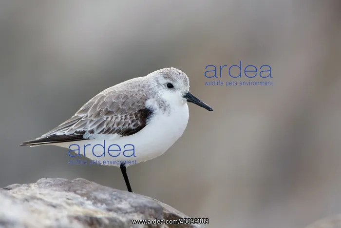 : Sanderling (Calidris alba) : Sanderling (Calidris alba)