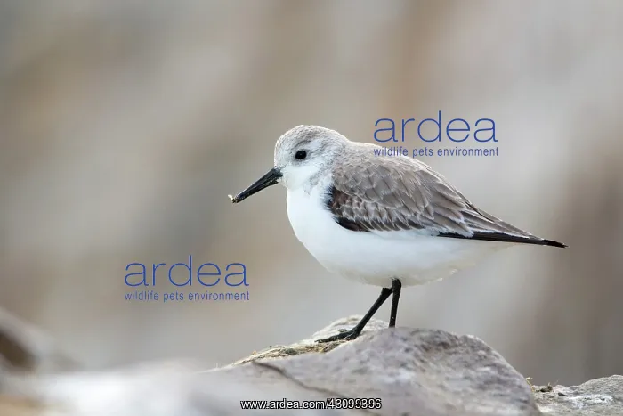 : Sanderling (Calidris alba) : Sanderling (Calidris alba)