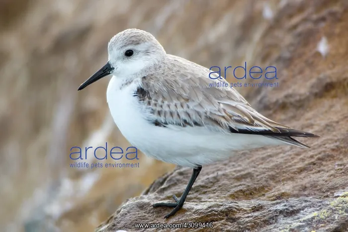 : Sanderling (Calidris alba) : Sanderling (Calidris alba)