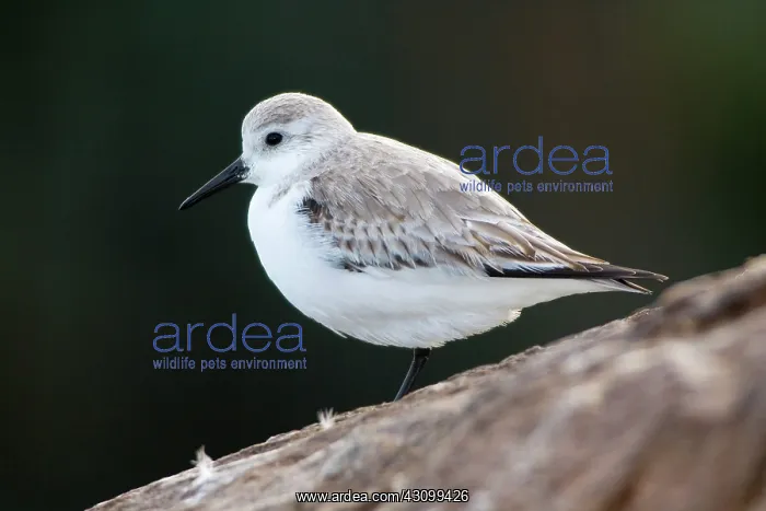 : Sanderling (Calidris alba) : Sanderling (Calidris alba)
