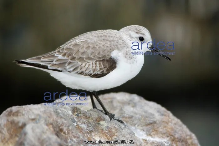 : Sanderling (Calidris alba) : Sanderling (Calidris alba)