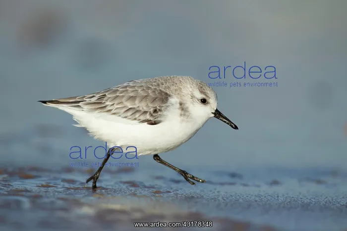: Sanderling (Calidris alba) adult bird in winter : Sanderling (Calidris alba) adult bird in winter