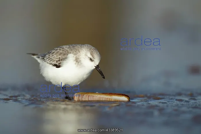 : Sanderling (Calidris alba) adult bird in winter : Sanderling (Calidris alba) adult bird in winter