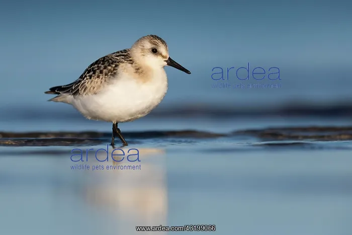 : Sanderling (Calidris alba) on the Baltic Sea, Prerow : Sanderling (Calidris alba) on the Baltic Sea, Prerow