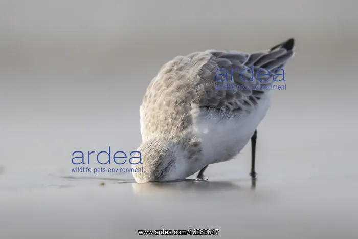 : Sanderling (Calidris alba) eating on the shore : Sanderling (Calidris alba) eating on the shore