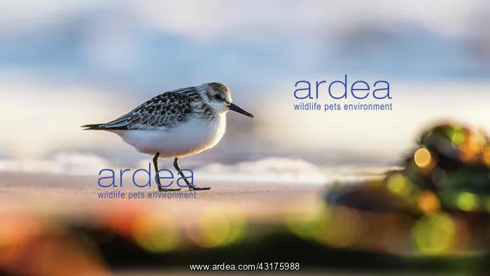 : Sanderling (Calidris alba) in environment, Devon : Sanderling (Calidris alba) in environment, Devon