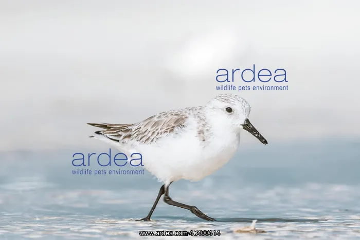 : Sanderling (Calidris alba) feeding in shallow waters : Sanderling (Calidris alba) feeding in shallow waters