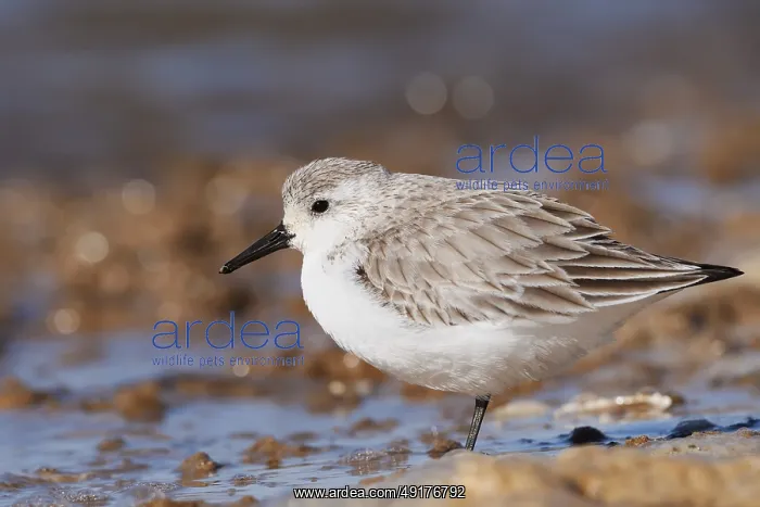 : Sanderling (Calidris alba) in its final plumage : Sanderling (Calidris alba) in its final plumage
