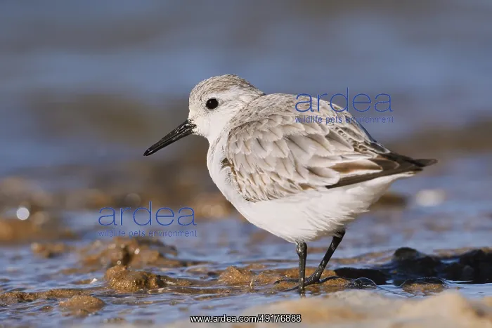 : Sanderling (Calidris alba) in its final plumage : Sanderling (Calidris alba) in its final plumage