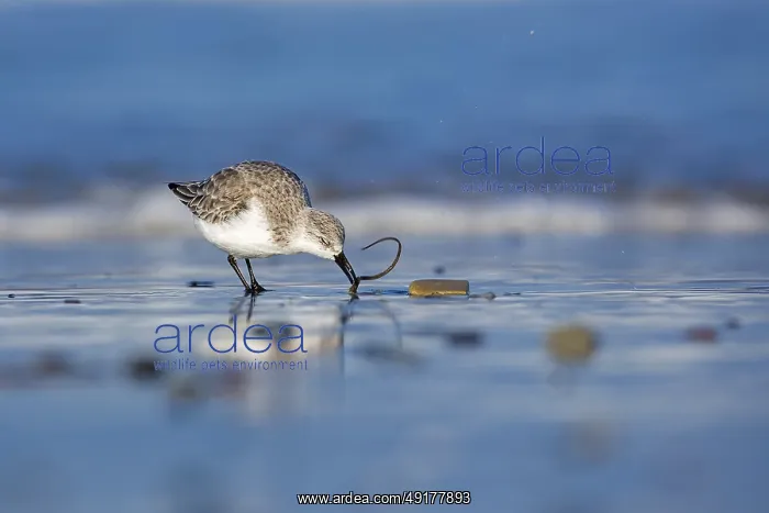 : Sanderling (Calidris alba) foraging : Sanderling (Calidris alba) foraging