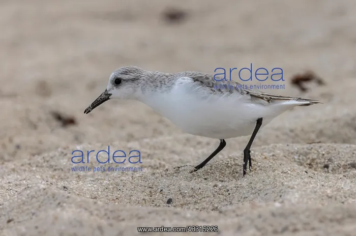 : Sanderling, Calidris alba, foraging on sandy bea : Sanderling, Calidris alba, foraging on sandy bea