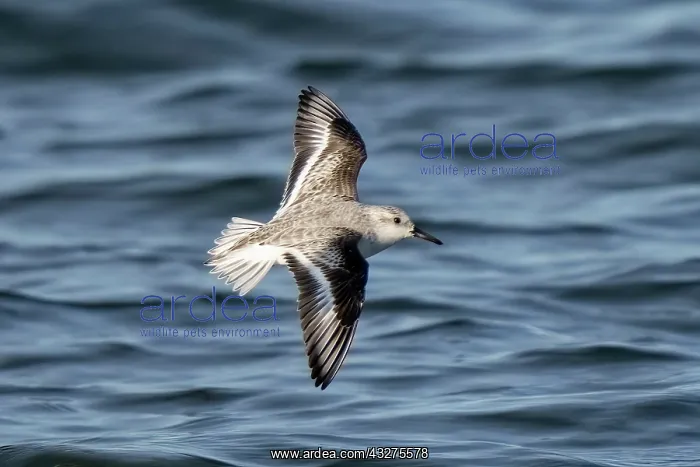: Sanderling, Calidris alba. Sanderling, Calidris alba. Winter : Sanderling, Calidris alba. Sanderling, Calidris alba. Winter