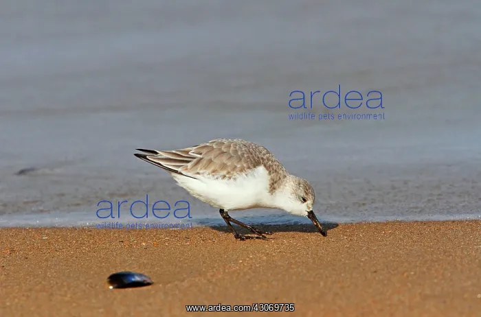 : Sanderling (Calidris alba) in search of food on : Sanderling (Calidris alba) in search of food on