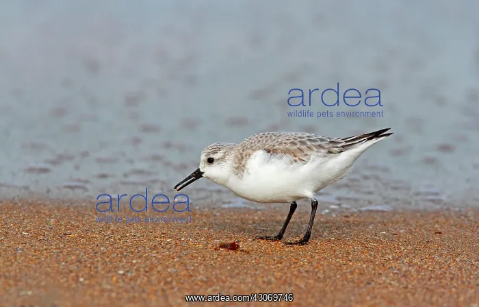 : Sanderling (Calidris alba) in search of food on : Sanderling (Calidris alba) in search of food on