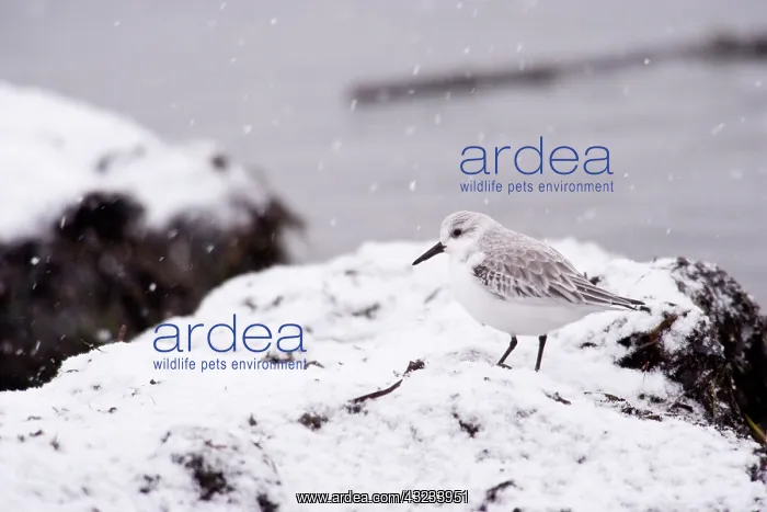 : A Sanderling (Calidris alba) in the snow : A Sanderling (Calidris alba) in the snow